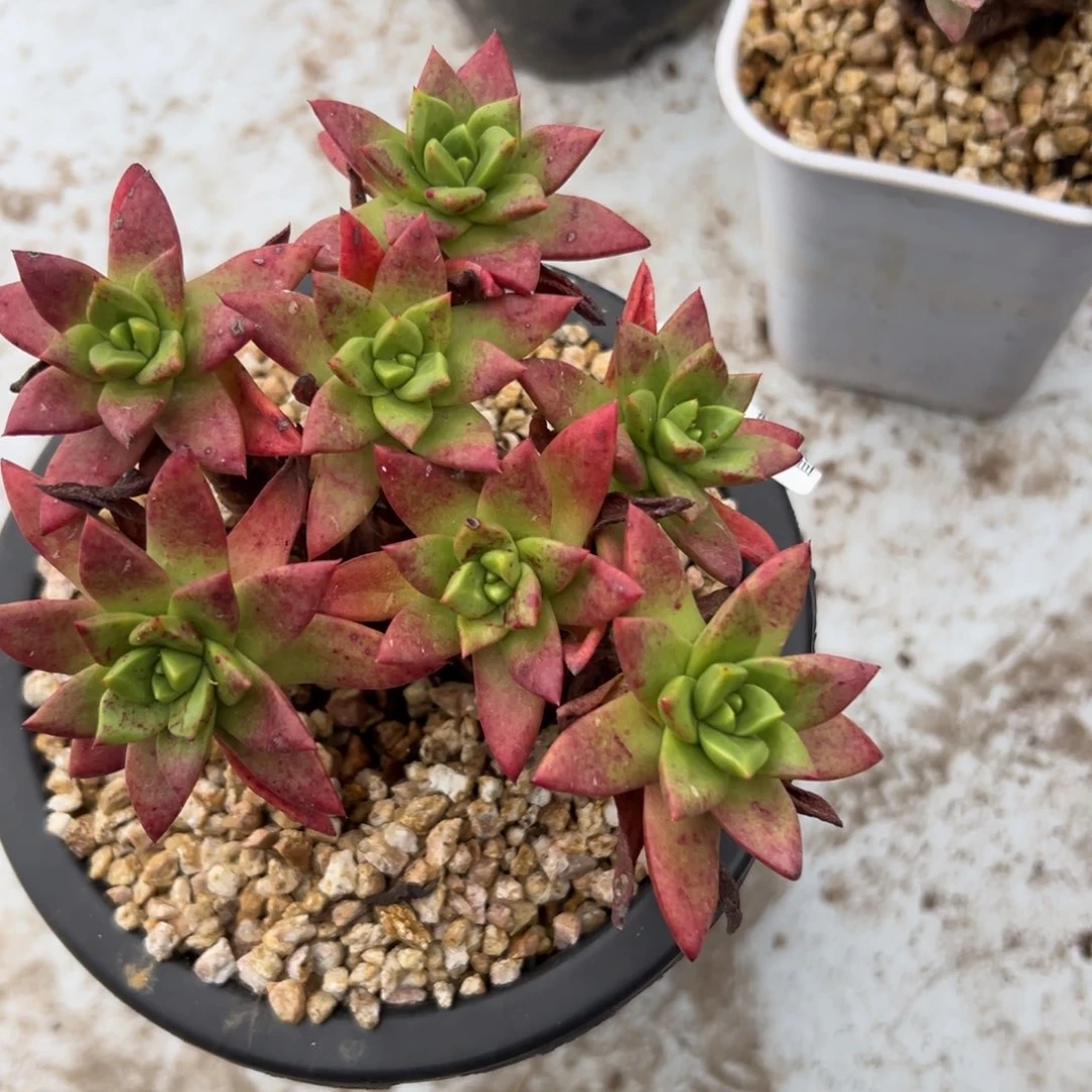 绿体苹果叶～一物一拍745