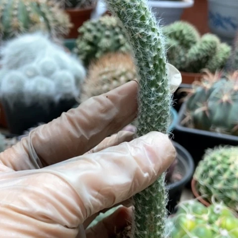 九尾狐仙人球1米仙人球