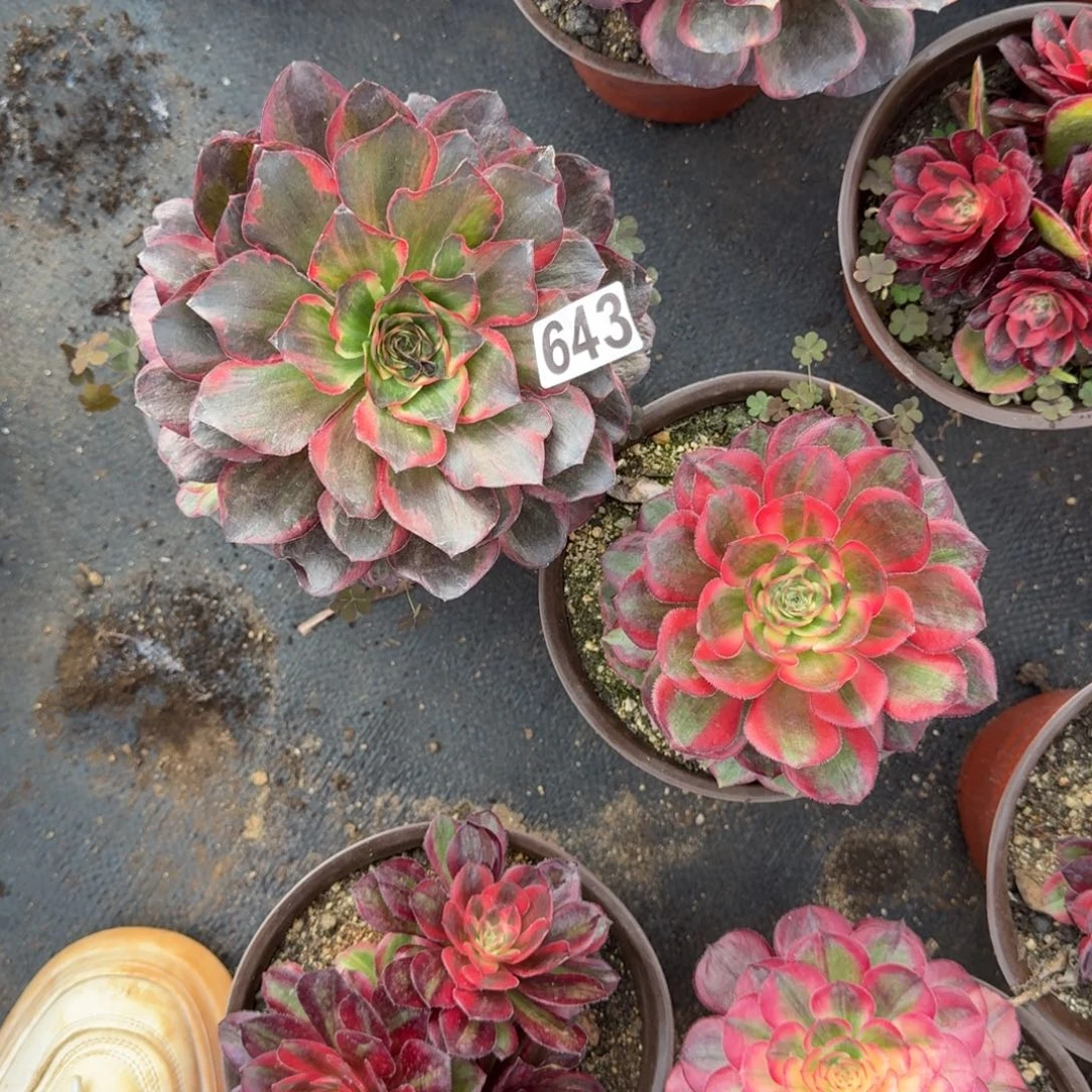 643多肉植物魅金玫瑰锦量拍