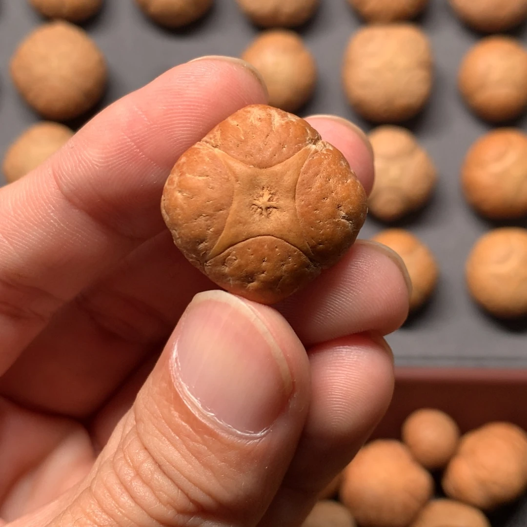 小***1凤眼菩提吊坠23.5mm尼泊尔麒麟，打孔后不退换