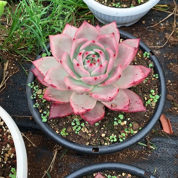 美肉特价活动开始啦