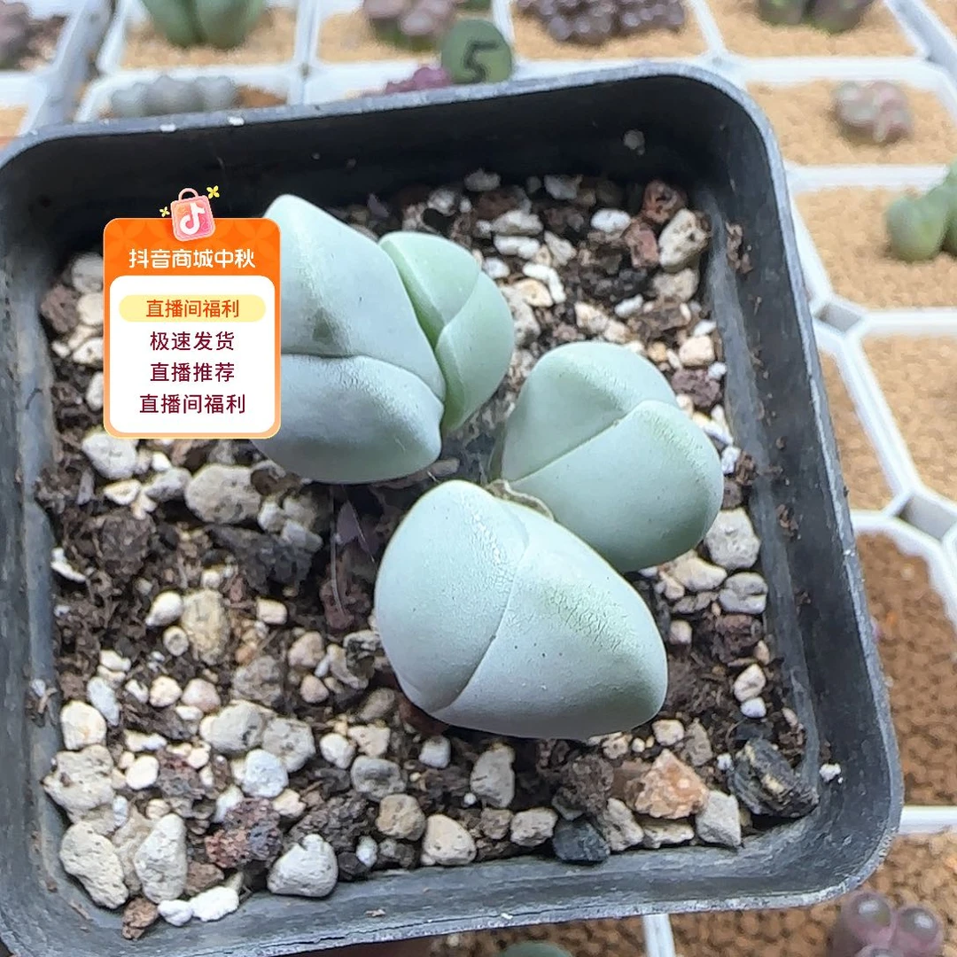 王***丽哈哈哈哈哈哈哈53495