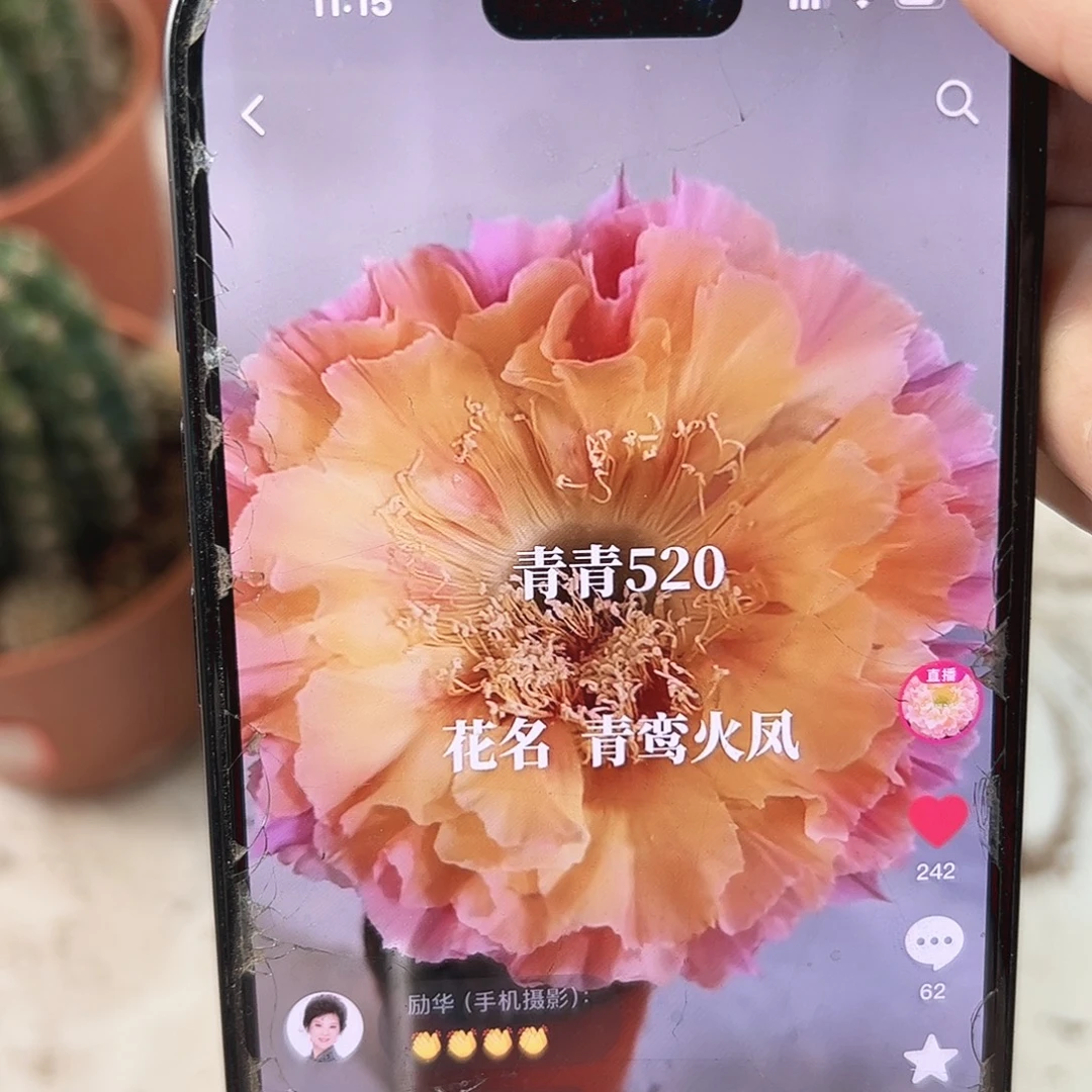 彩草青鸾火凤8公分左右