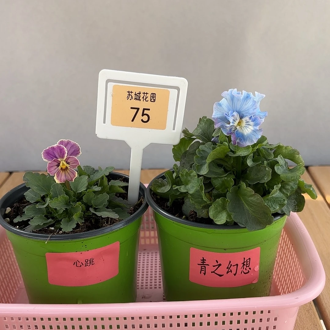 大部分开放少量花苞75