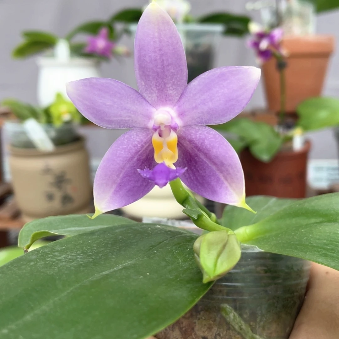 无花朵槟城荧光交蓝鸟2.5寸原价198，根不多98