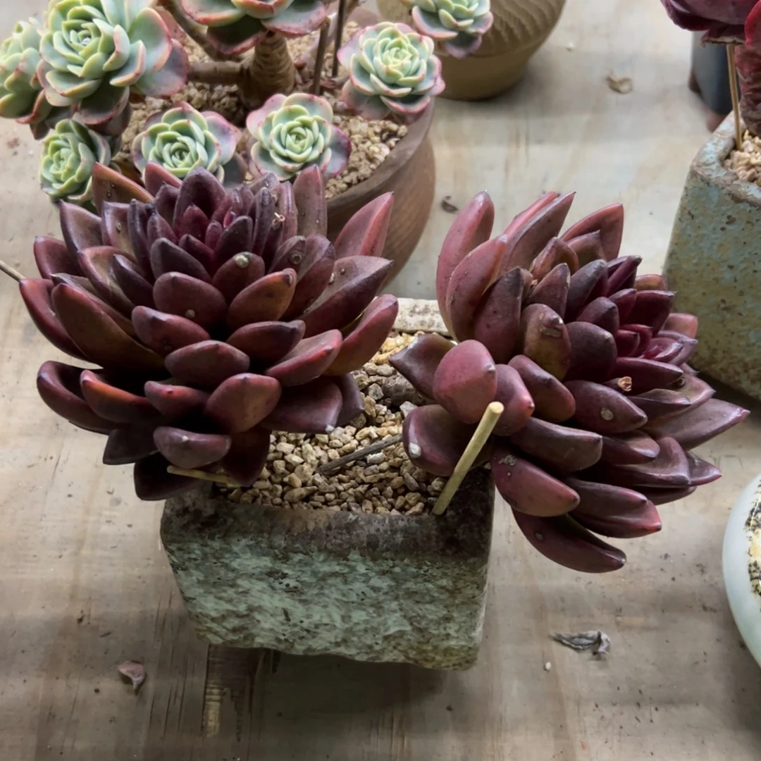 丰沛玫瑰28 零零多肉植物