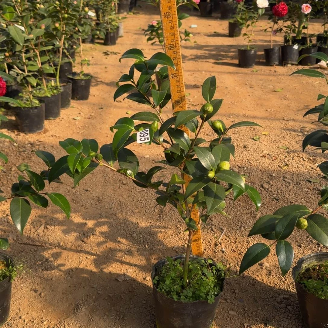 少量花朵（建议范围：2朵-5朵 或40%以下）095志愿者