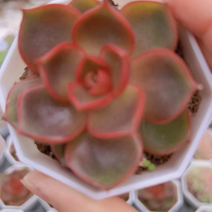 红灯单头19包邮多肉