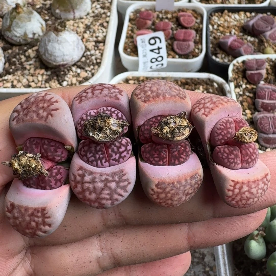 每****?G856新品紫寿丽混合四年