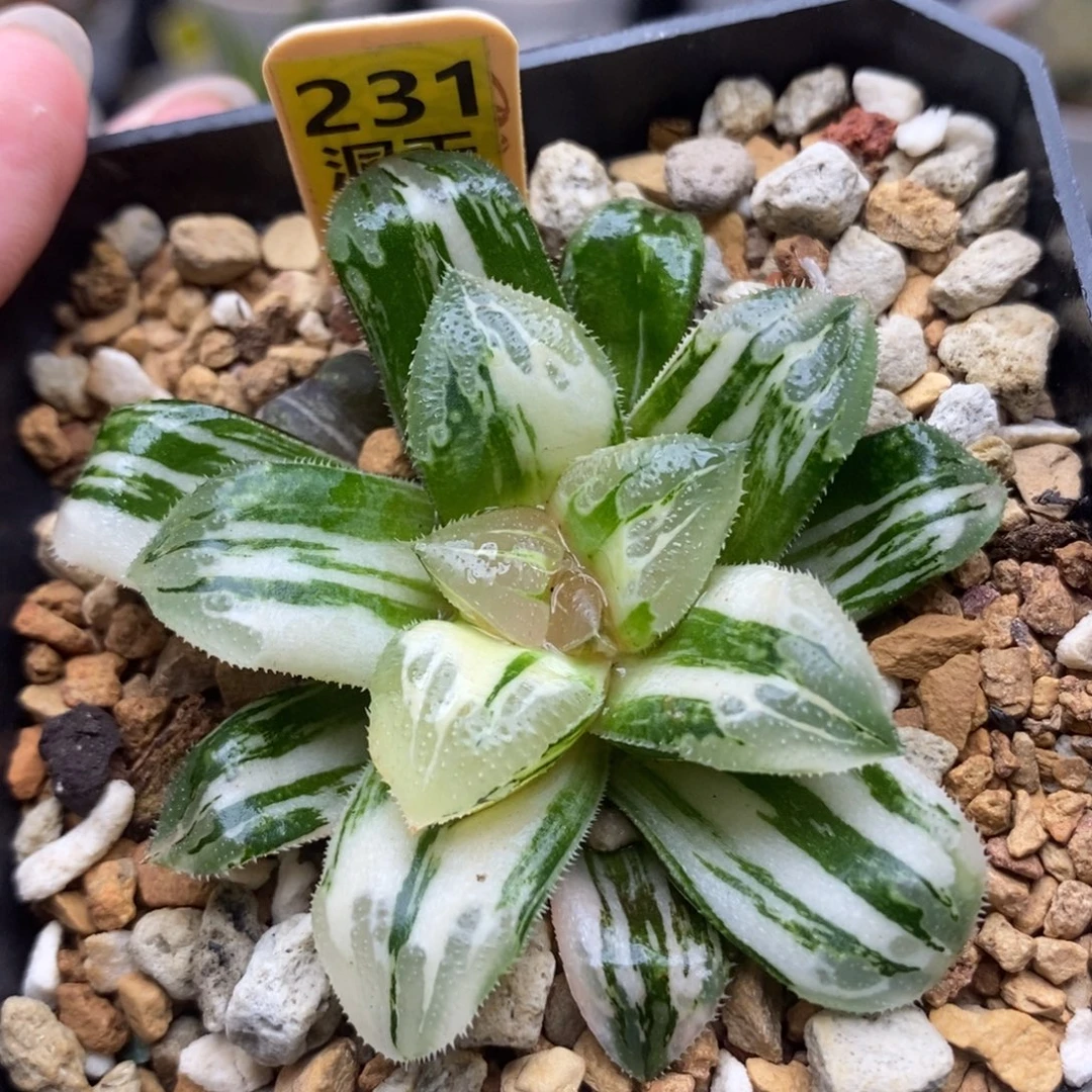 231芷寿锦一物一拍