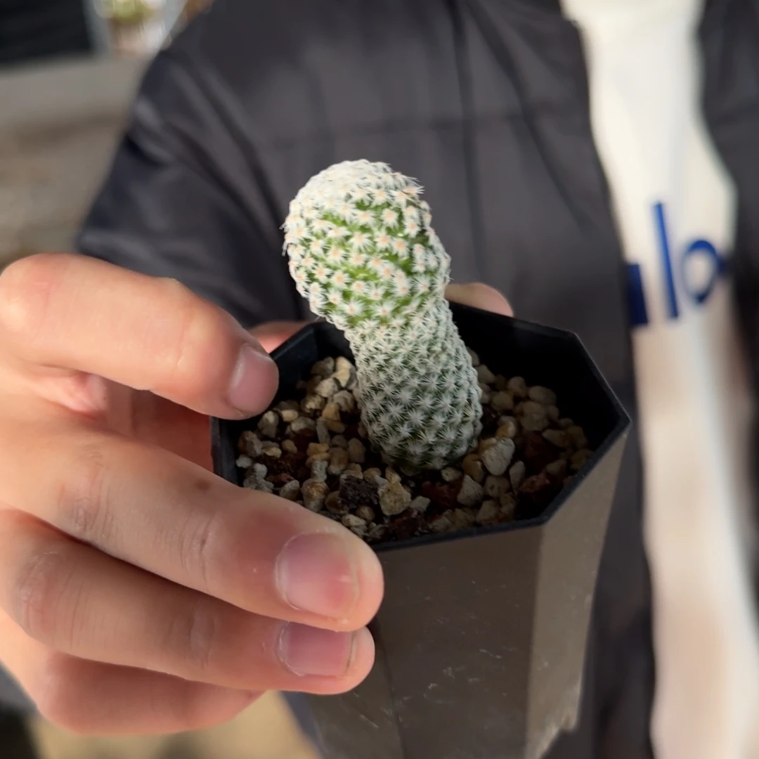 白鸟仙人球带盆带土