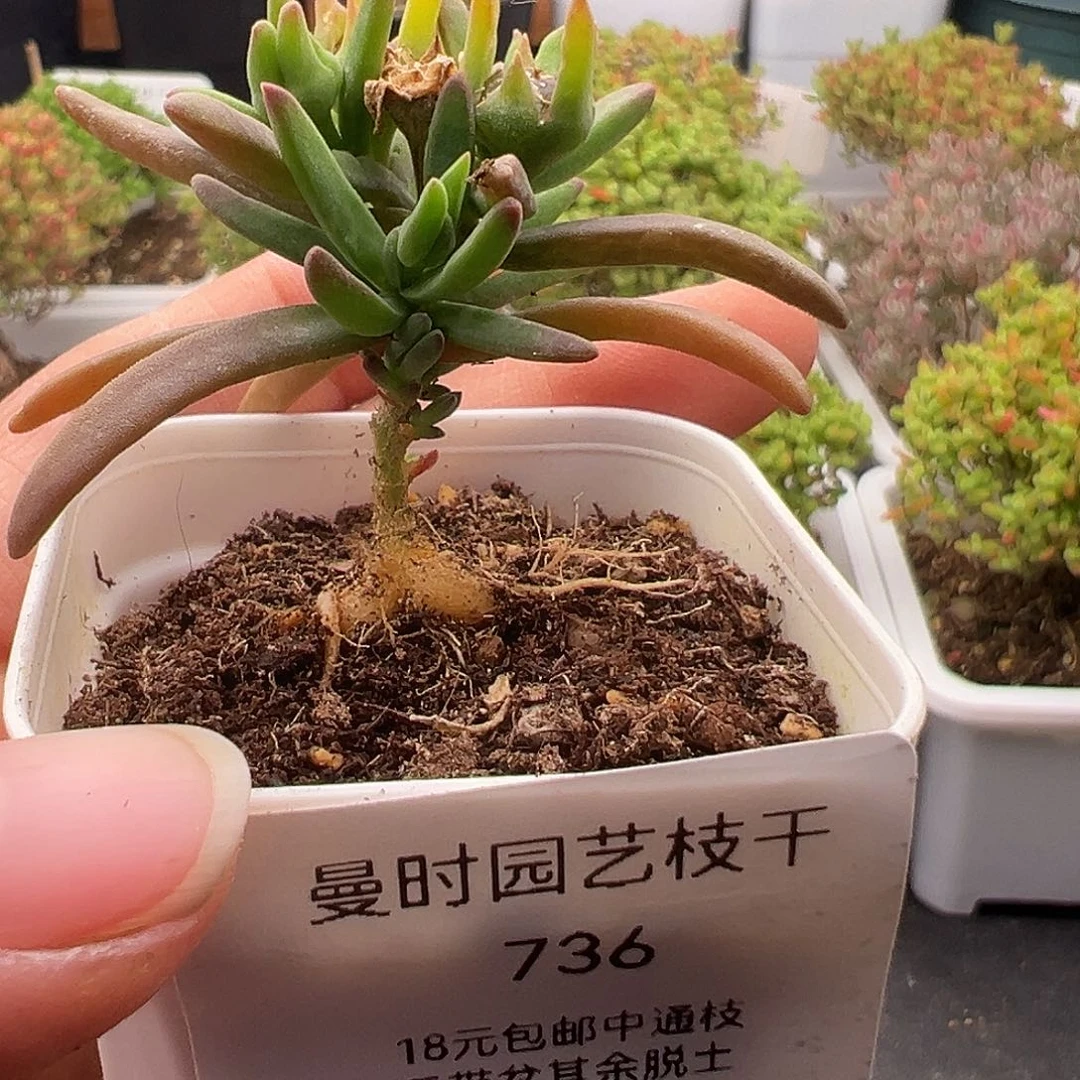 736号冰花12.23多肉