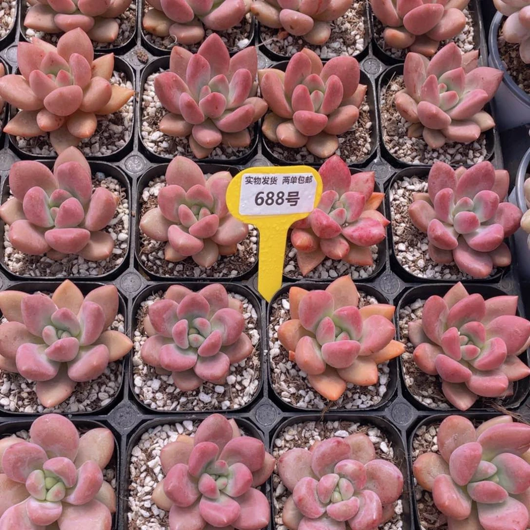 688号 桃花源单头一个