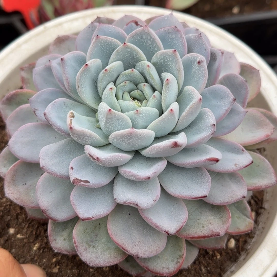 维特惊鸿一物一拍包装收缩花旱