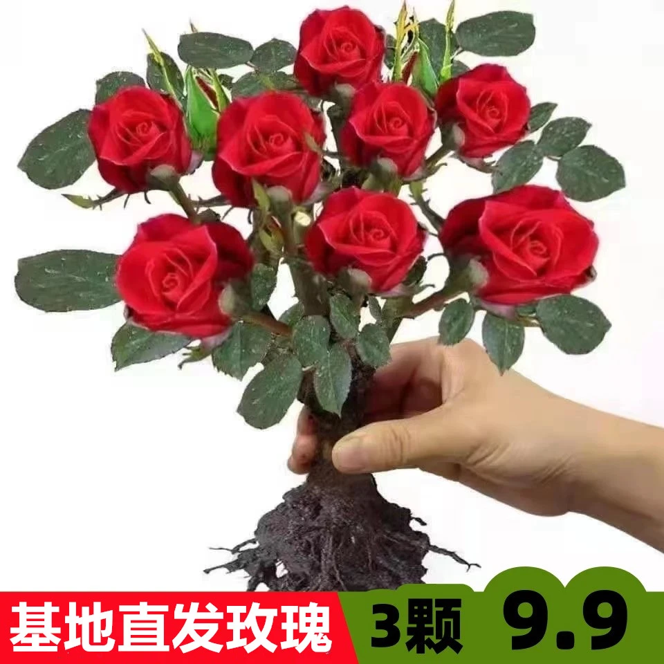 云南玫瑰花月季苗当年开花大花浓香阳台盆栽混色颜色随机