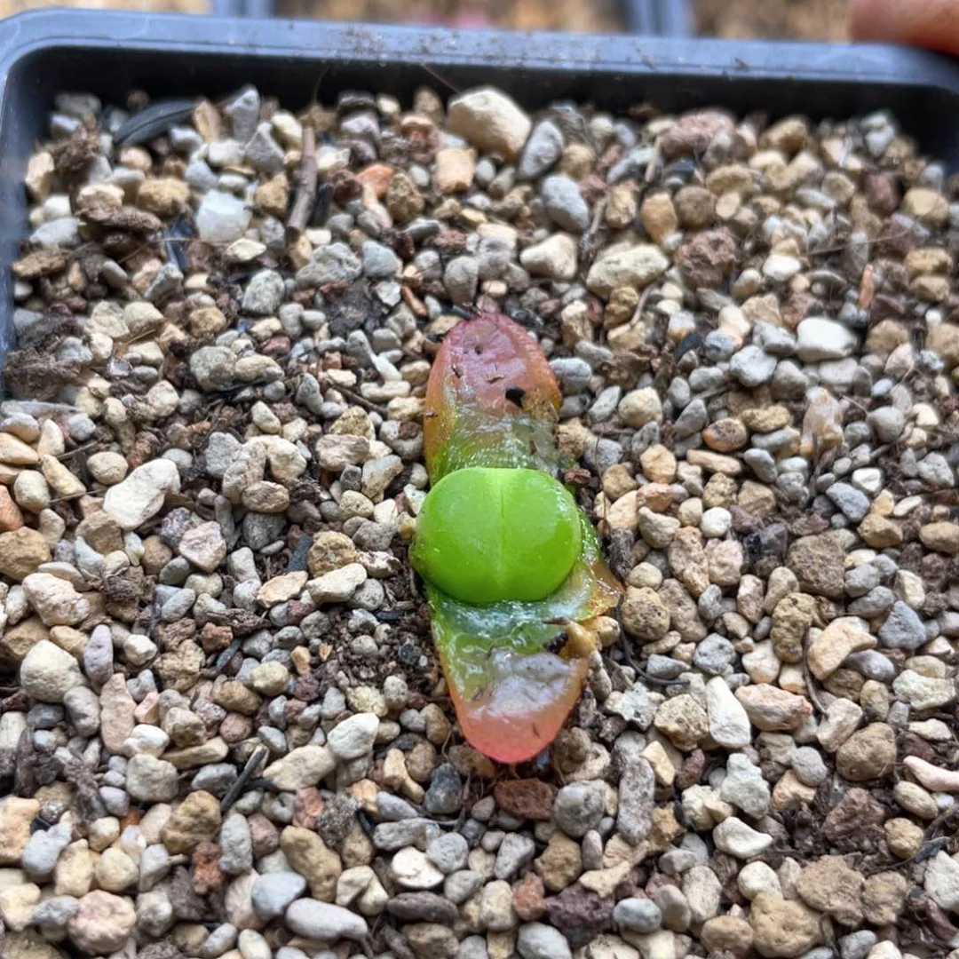l*l多肉单头优选拉登杂一棵 洛