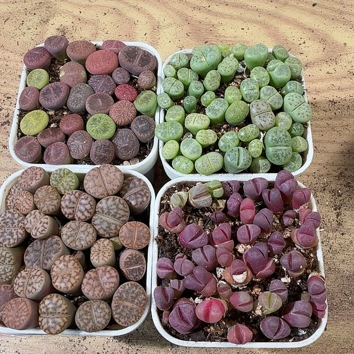 498生石花拼盆拼盆带盆土