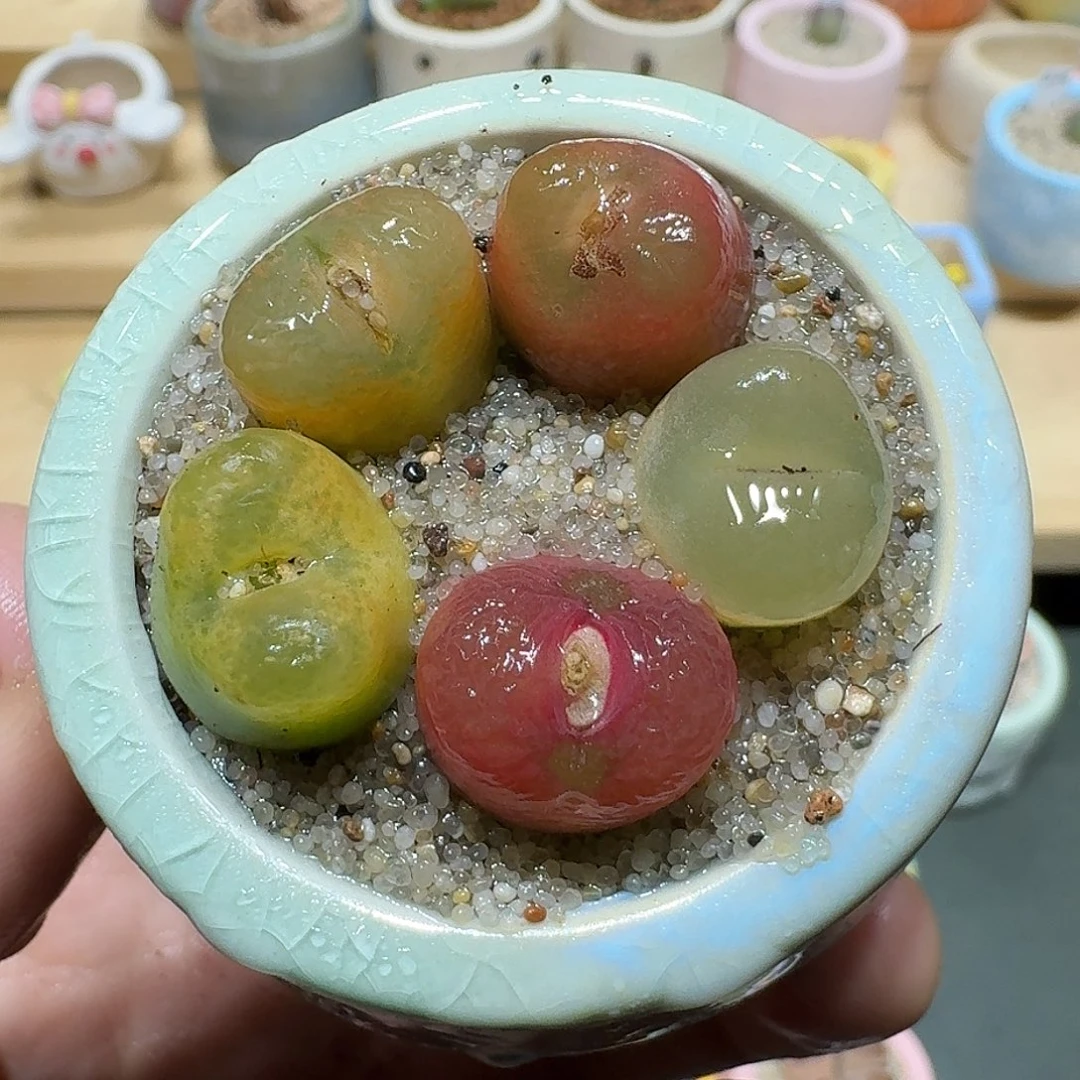 红陶蘑菇594毛汉尼