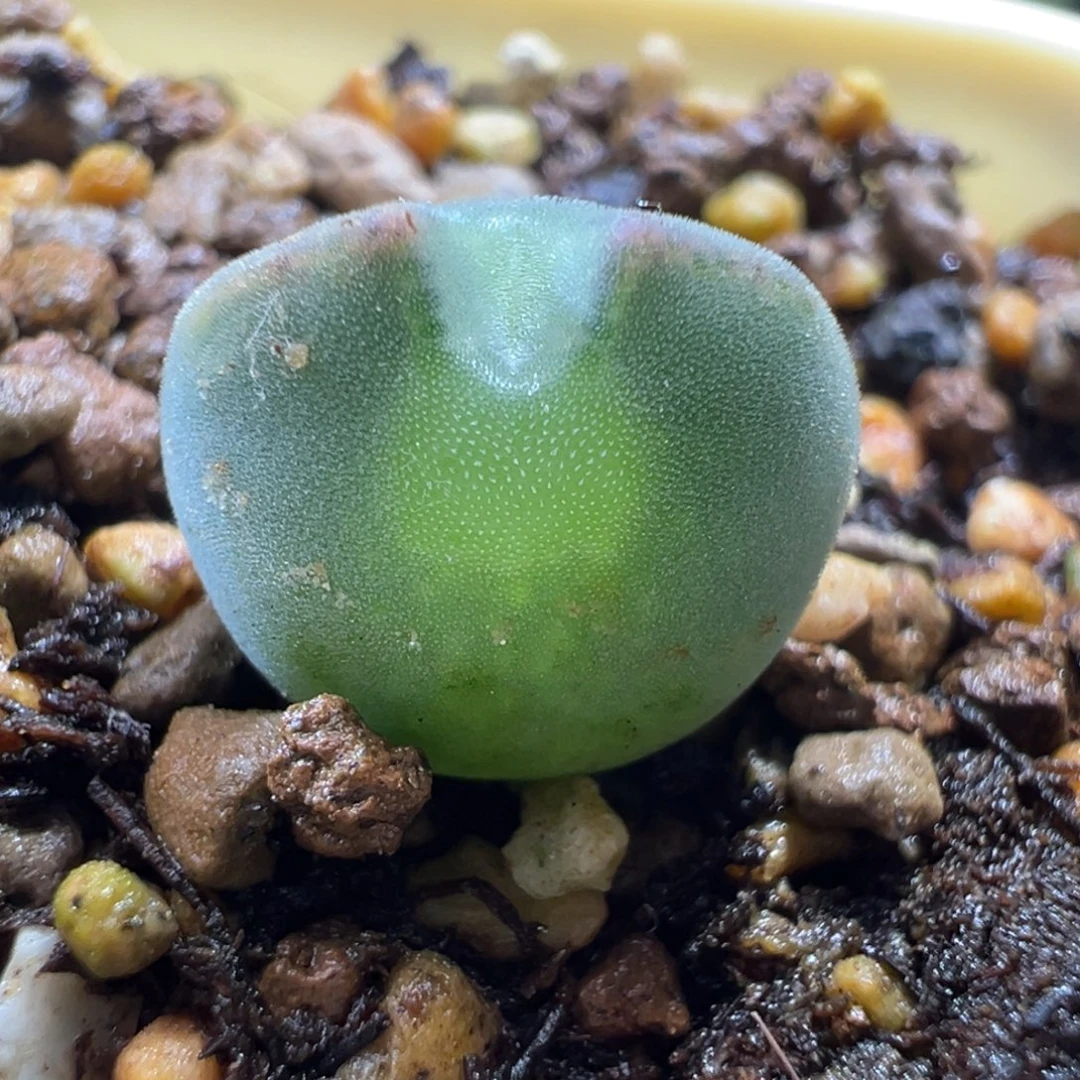 w519/青蛙3年大眼空蝉。超短耳 包子体 大眼 88折后价