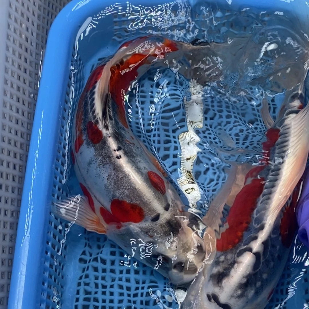 锦鲤冷水锦鲤包邮