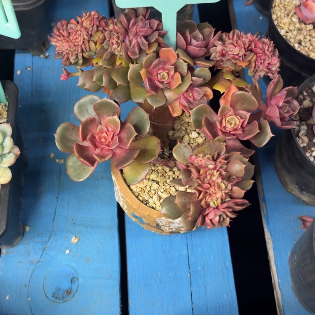 小雨多肉大红袍缀化