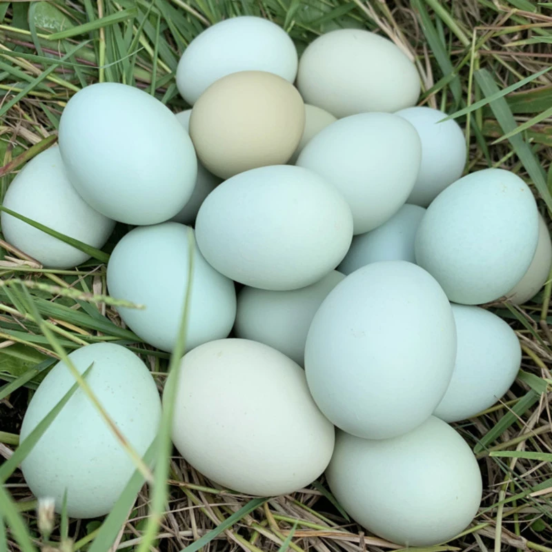 30枚农村散养黑鸡绿壳土鸡蛋