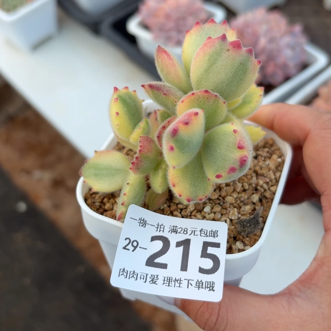 白熊无盆土发货无盆土发货