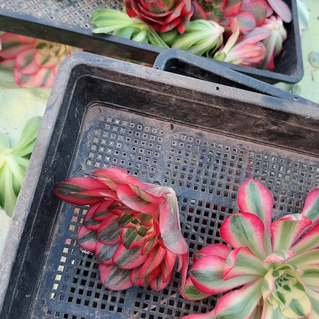 梦***虹3-1207--多头多肉植物