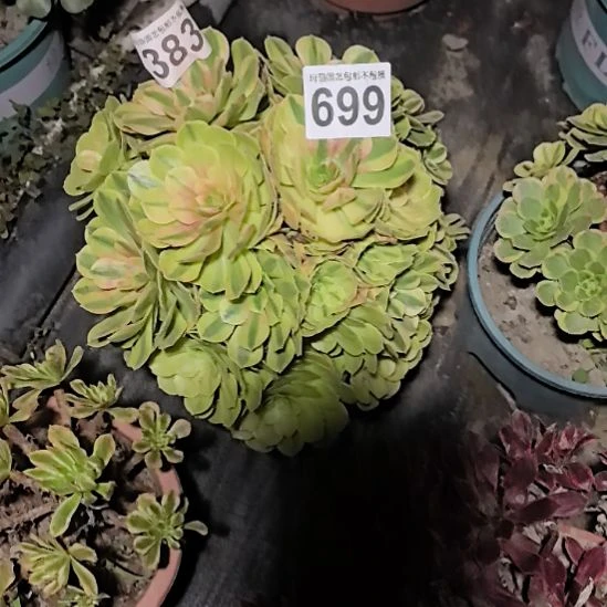 699雨荷法师2-9花