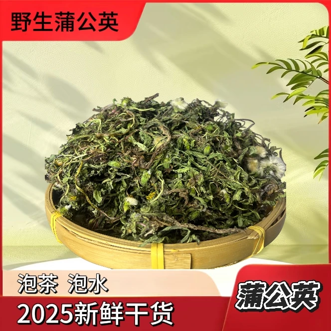 手工采摘蒲公英 河南深山 婆婆丁带根太阳光晾晒人工采摘泡茶煮水