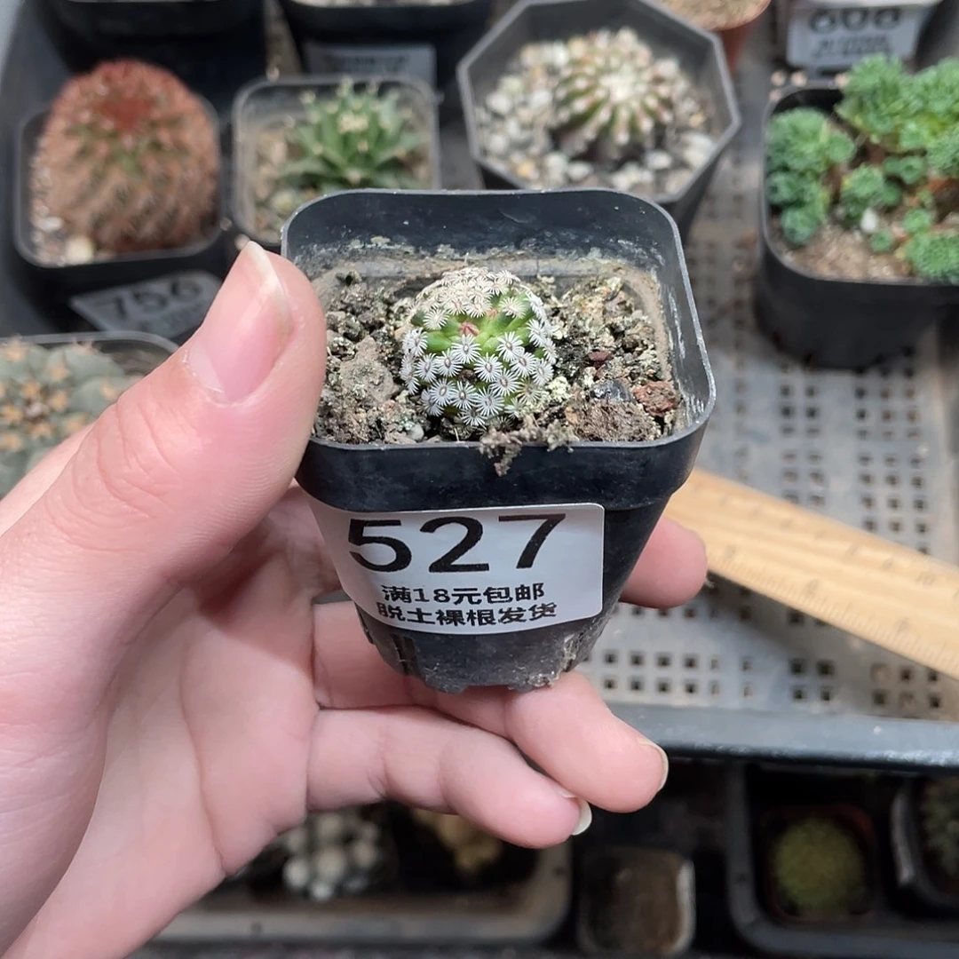 527克氏丸（满18包邮）