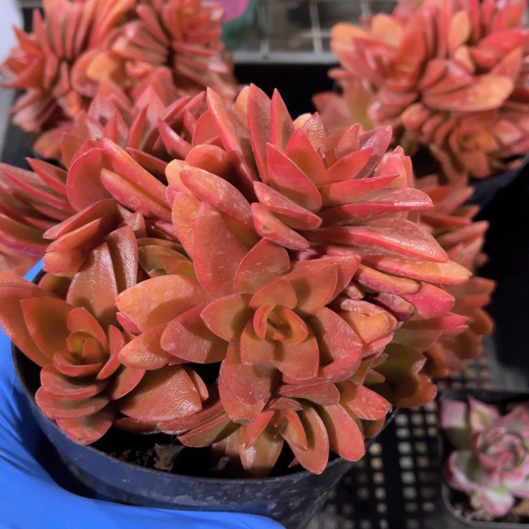 火祭多肉植物群生