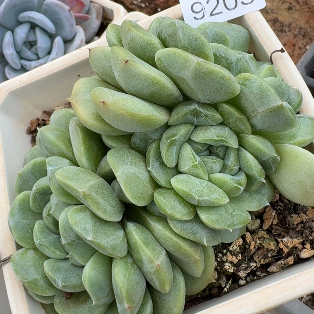 9205杂交多肉植物基地