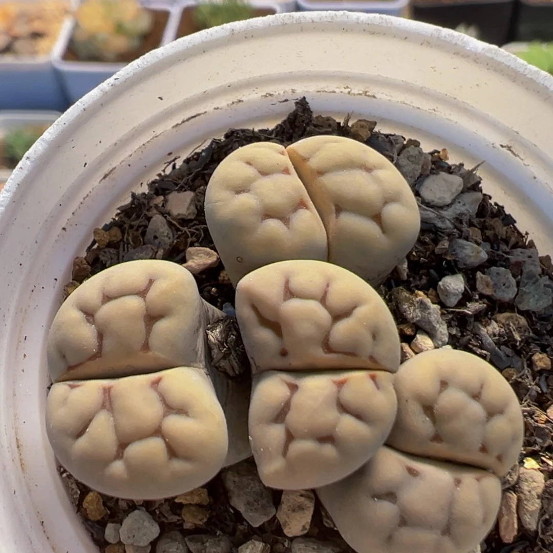 78多肉植物百科植物