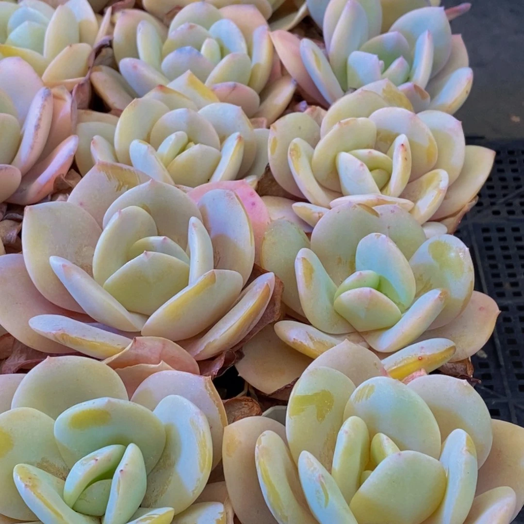 059多肉汤的做法是很