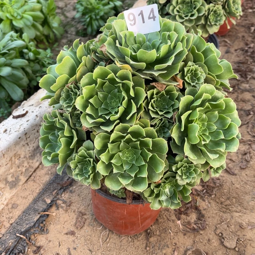 绿杨蓉914不包断枝