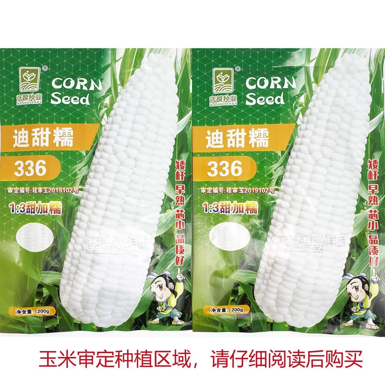 迪甜糯336白甜糯玉米种籽高产早熟矮杆甜加糯白粘糯玉米种子
