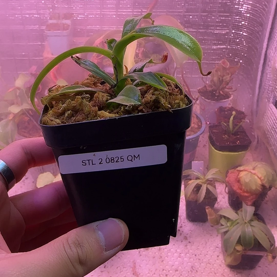 无花朵专拍猪笼草