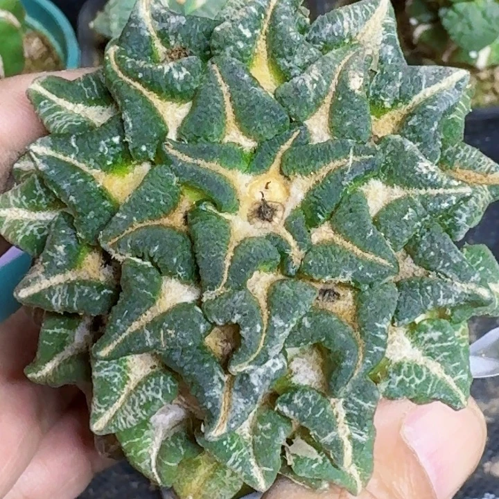 无花朵福利苗接大单头黑牡丹053
