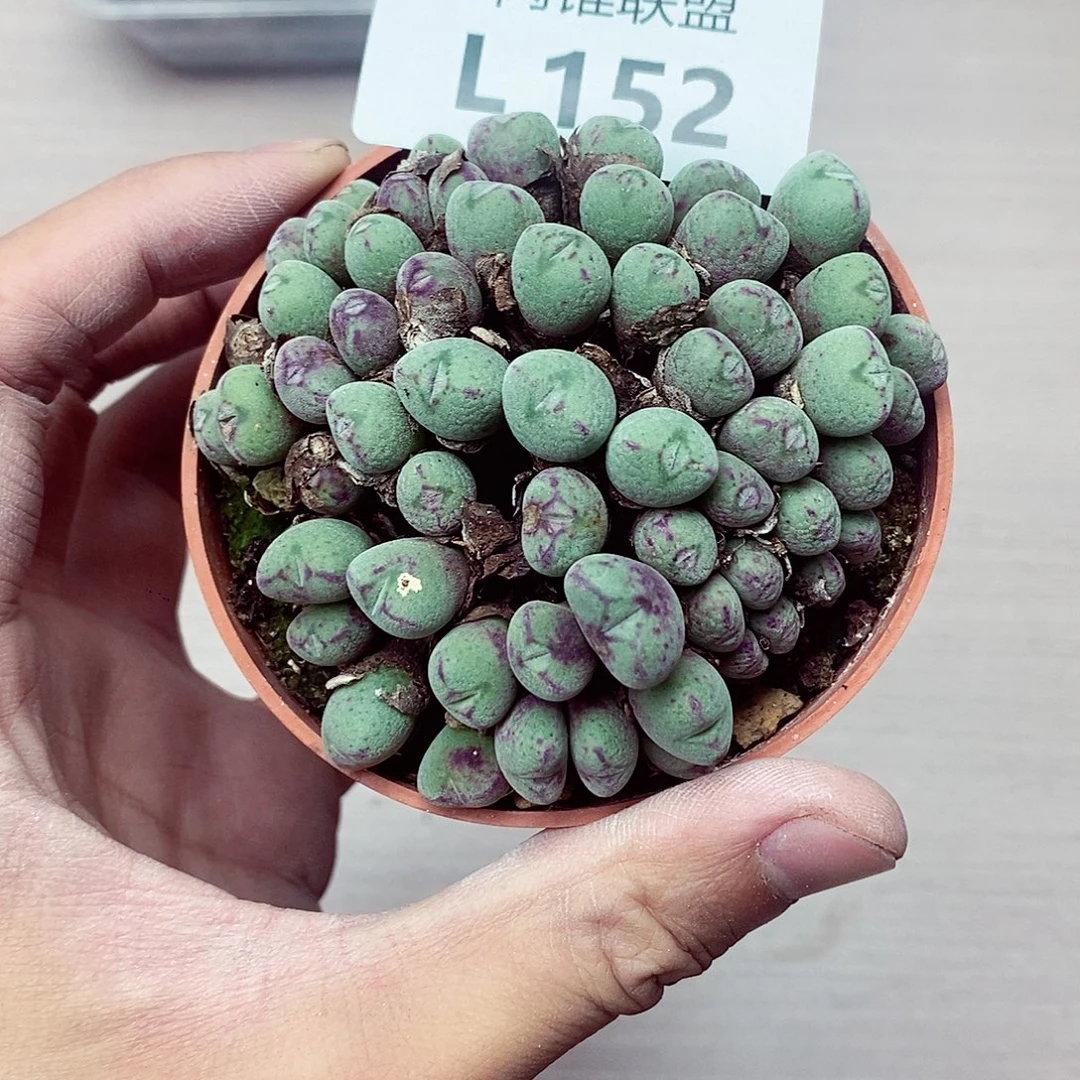 ****儿152呃呃呃呃呃呃呃呃呃呃呃呃