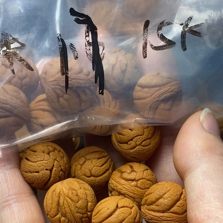 木质类秦岭山野生桃核