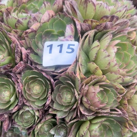 鱼*水法师万拉丝18-10多肉