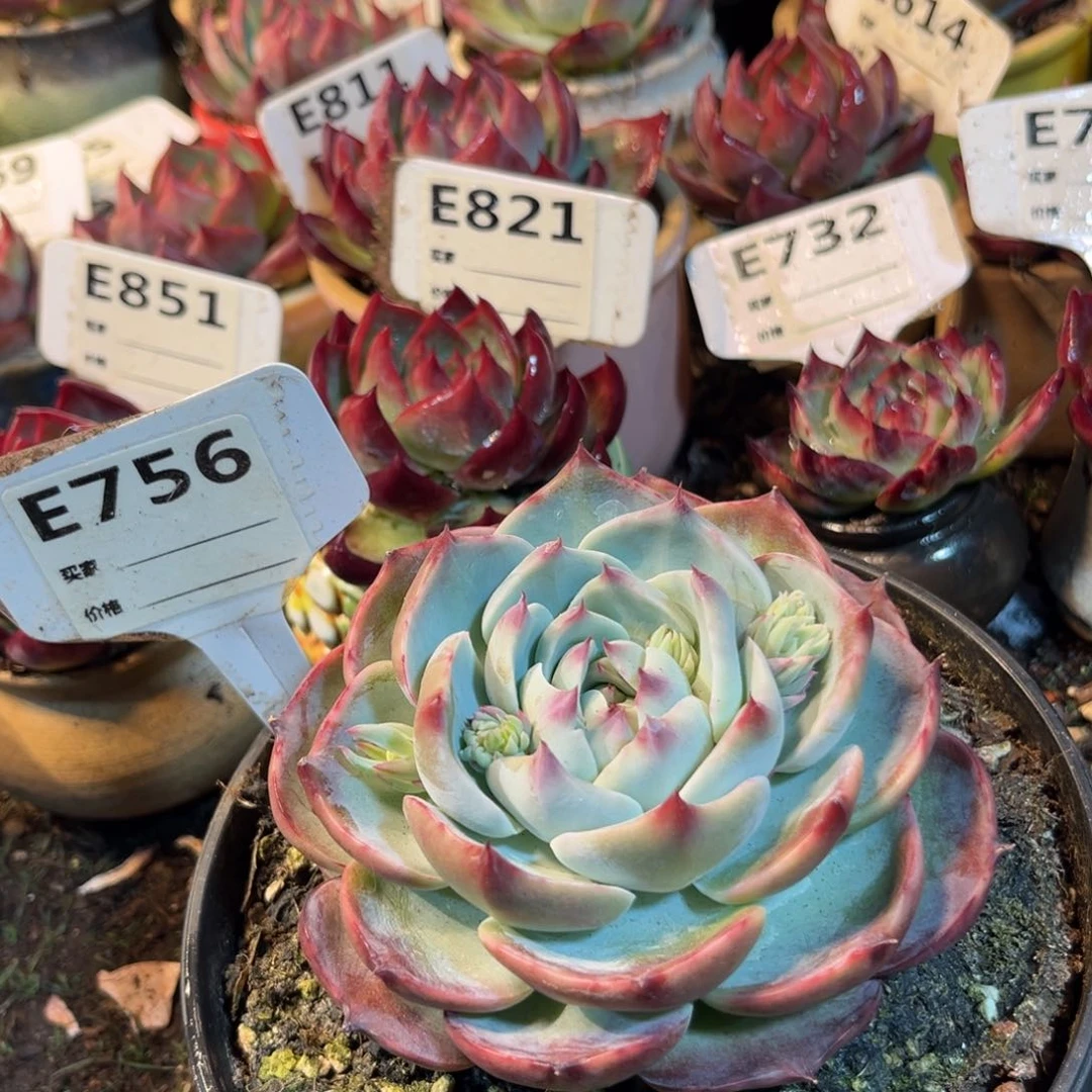 惊鸿一瞥756号多肉