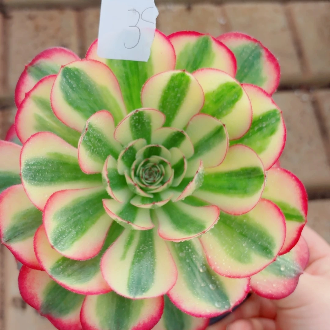 一物一拍多肉法师39