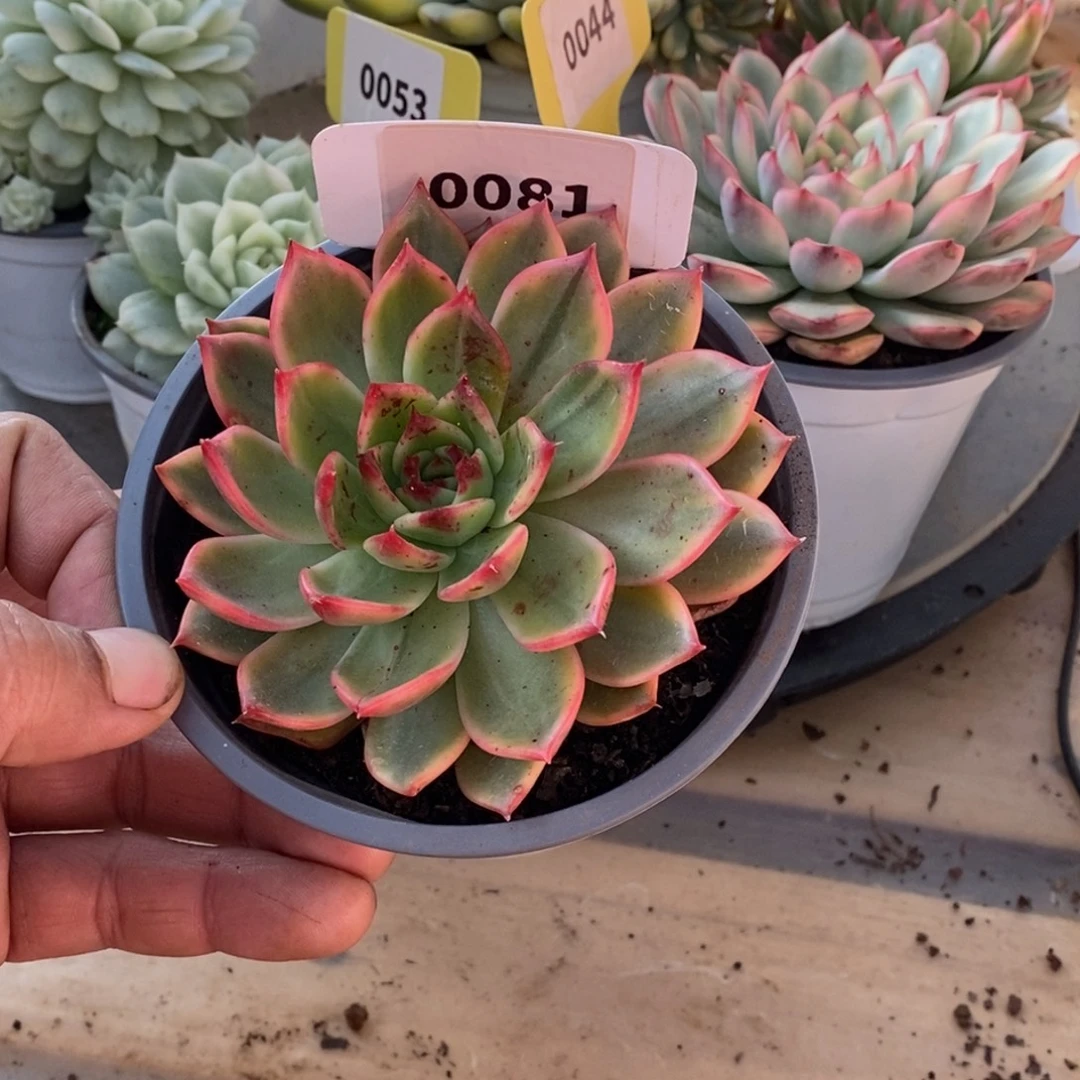 0081桃花哈哈哈哈哈