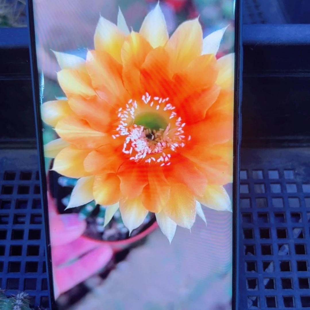 下41彩草金玫瑰歪无根侧芽4公分左右左右20包邮