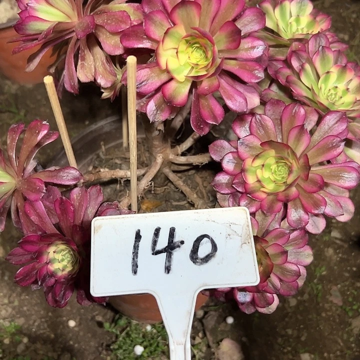 多肉植物美肌有砍