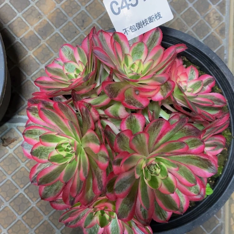 【闪购商品】4513荔枝多肉