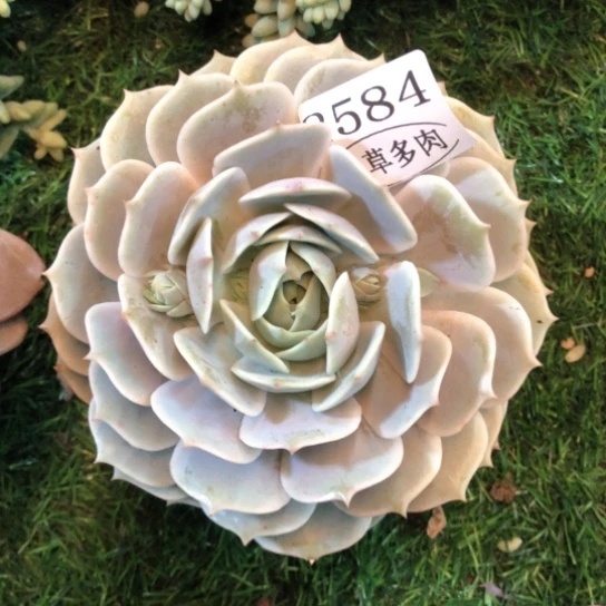 露娜莲，2584，一物一拍
