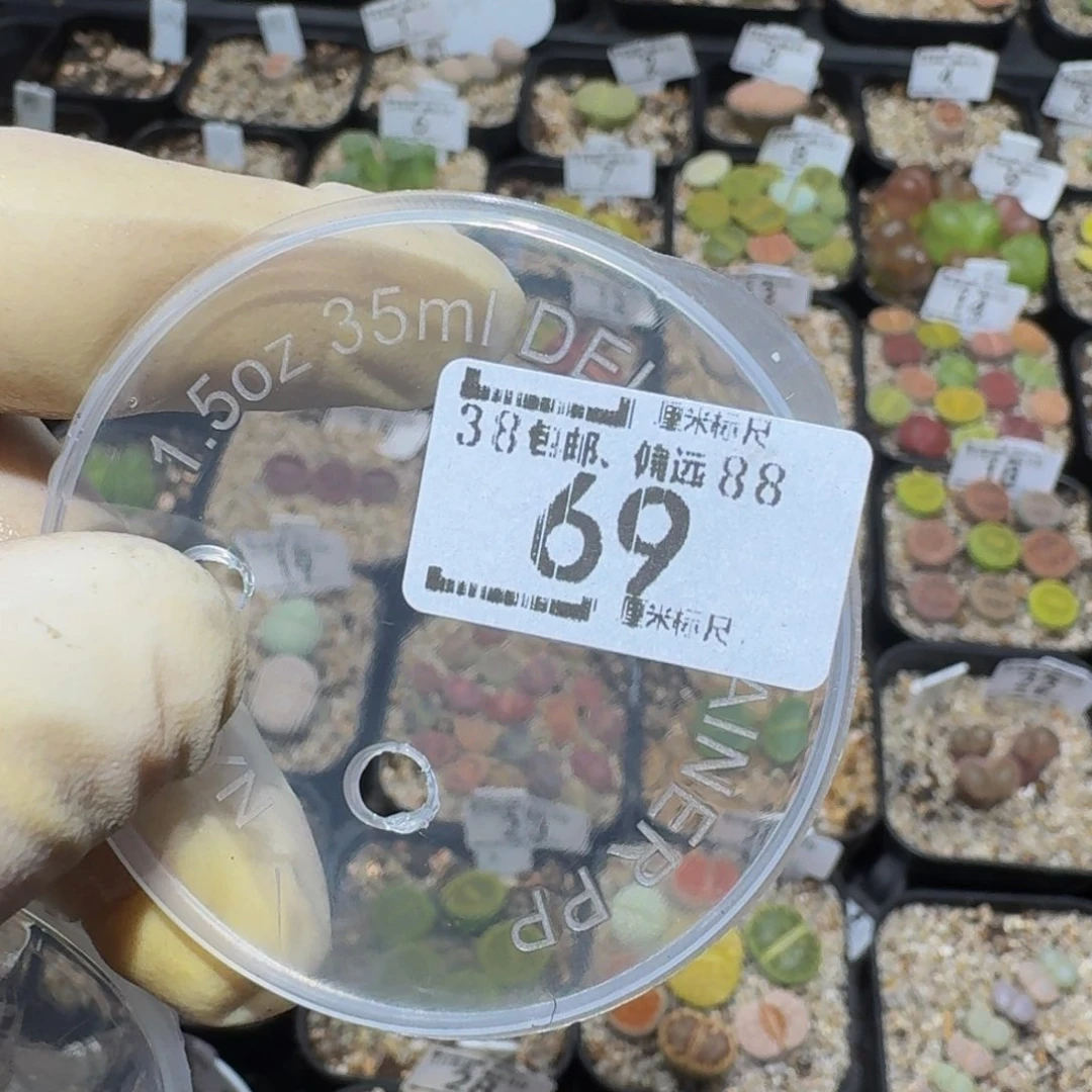 小***乖zzzz精品生石花69